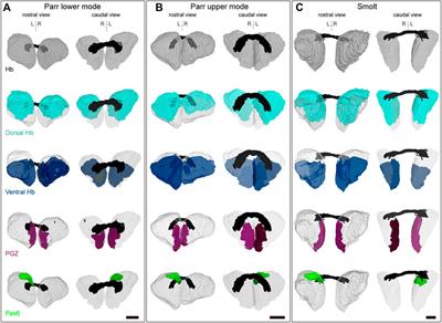 Diversification of habenular organization and asymmetries in teleosts: Insights from the Atlantic salmon and European eel